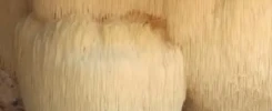 soplowka_jezowata