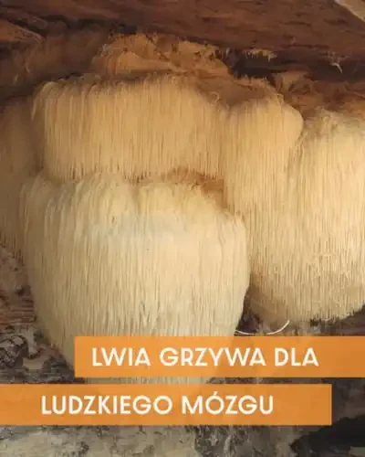 soplowka_jezowata